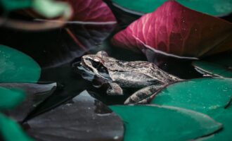 뉴질랜드서 신종 개구리 발견